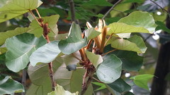 Pterospermum acerifolium