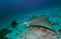 Aetomylaeus vespertilio