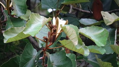Pterospermum acerifolium