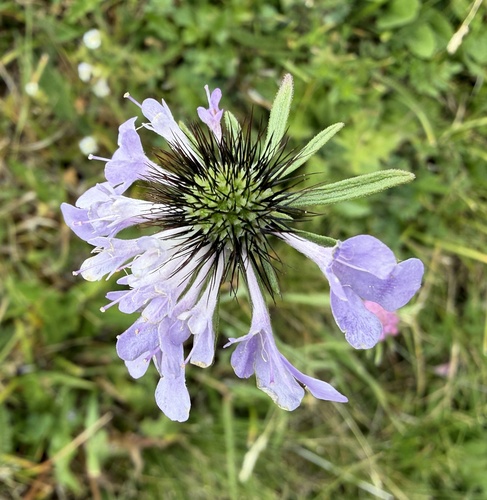 Scabiosa lucida, photograph 5