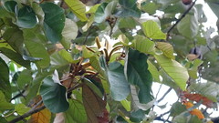 Pterospermum acerifolium