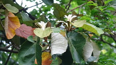 Pterospermum acerifolium