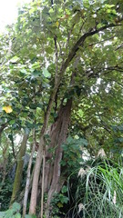 Pterospermum acerifolium