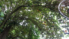 Pterospermum acerifolium