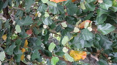 Pterospermum acerifolium