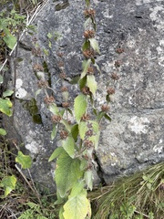 Stachys alpina