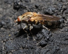 Brachyopa vacua