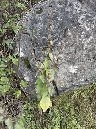 Stachys alpina, photograph 2