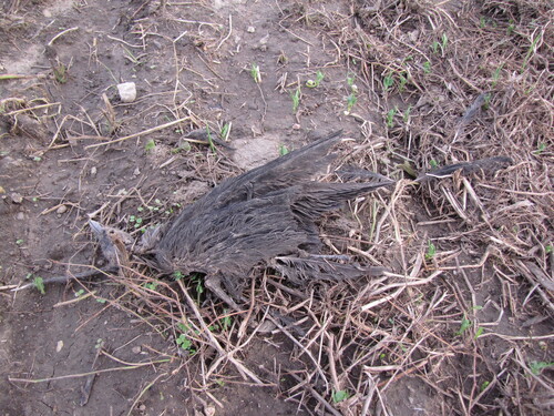 Eurasian Jackdaw