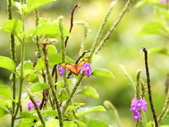 Dione vanillae lucina