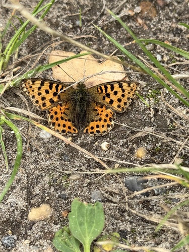 Queen of Spain Fritillary