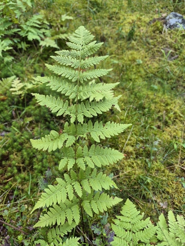 spinulose wood fern