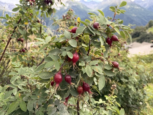 Rosa villosa