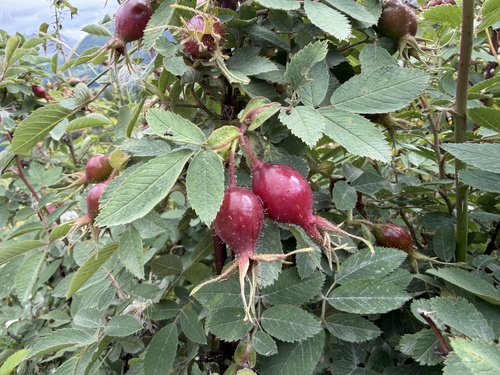 Rosa villosa, photograph 1