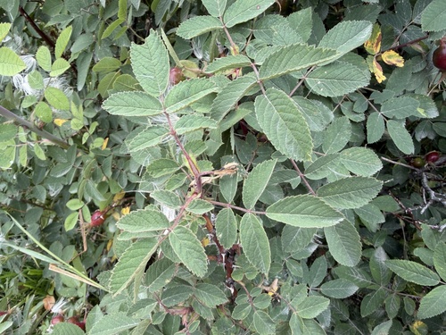 Rosa villosa, photograph 2