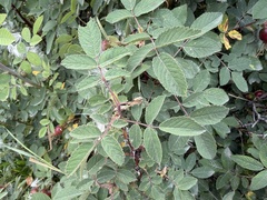 Rosa villosa, photograph (c) Katrin Simon, some rights reserved (CC BY)