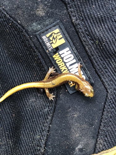 Van Dyke's Salamander, Plethodon vandykei