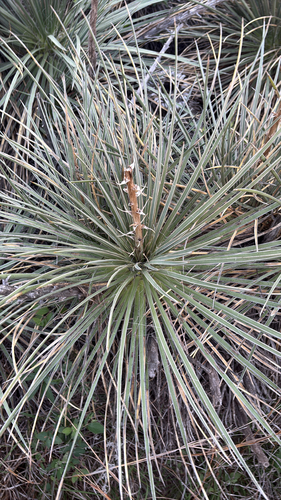 Great Plains yucca