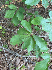 Quercus michauxii, photograph (c) Brandon Corder, some rights reserved (CC BY)
