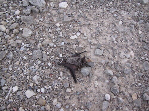 Particoloured Bat