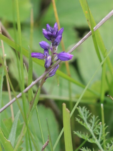 Polygala comosa, photograph 4