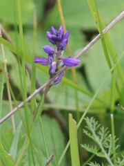 Polygala comosa, photograph (c) Константин Селивёрстов, some rights reserved (CC BY)