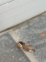 Cosmotriche discitincta