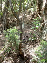Leucopogon fasciculatus