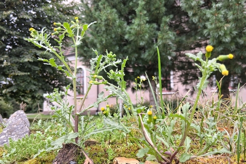 common groundsel