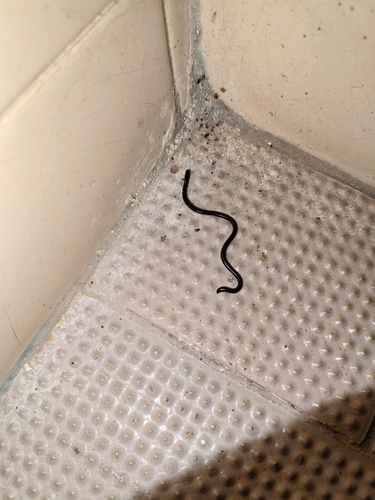 Brahminy Blindsnake