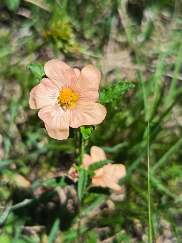 Sida dubia