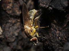 Brachyopa vacua