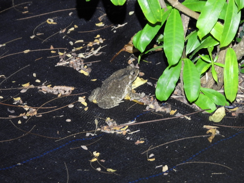 Asian Common Toad