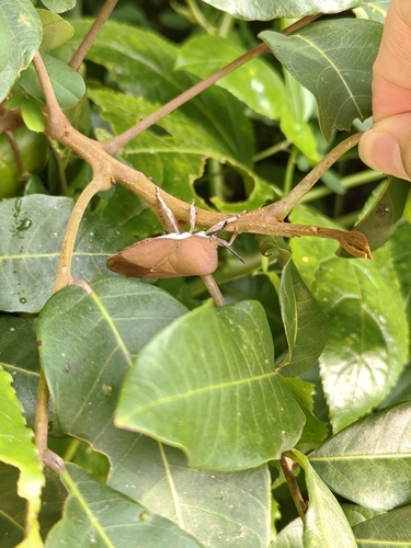 Lychee Stink Bug