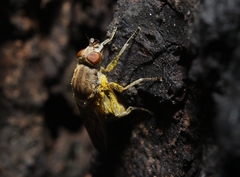 Brachyopa vacua