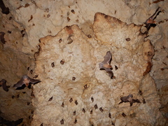 Pteronotus mesoamericanus