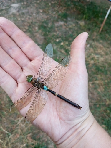 Lesser Emperor