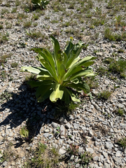Frasera speciosa, photograph (c) Michelle Pustka, some rights reserved (CC BY)