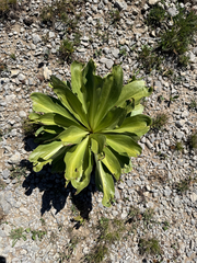 Frasera speciosa, photograph (c) Michelle Pustka, some rights reserved (CC BY)