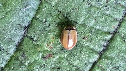 Larch Lady Beetle