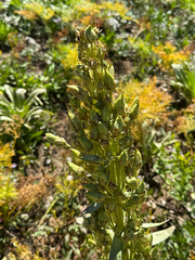Frasera speciosa, photograph (c) Michelle Pustka, some rights reserved (CC BY)