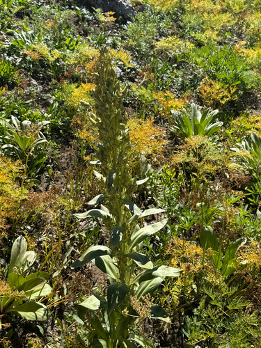 Frasera speciosa, photograph 3