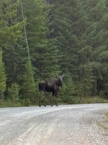 Moose