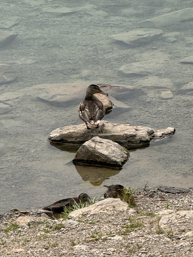 Mallard