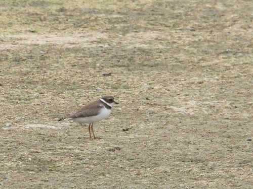 Semipalmated Plover