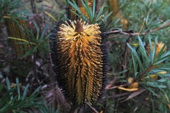 Banksia neoanglica
