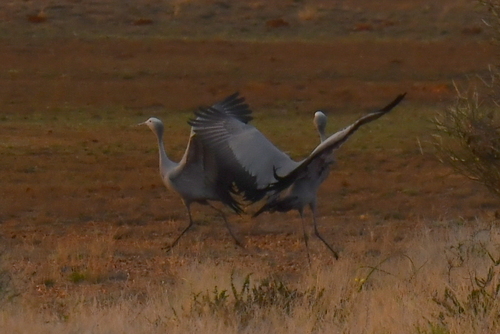 iNaturalist image