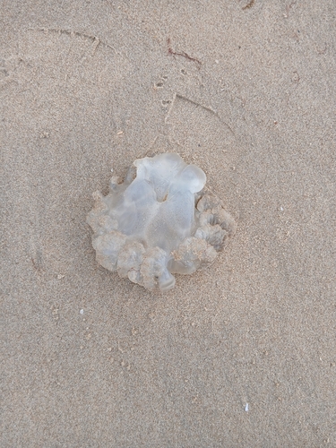 Dustbin-lid Jelly
