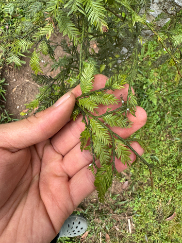 Dacrycarpus imbricatus observed 2026-08-29