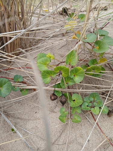 Sea Bindweed